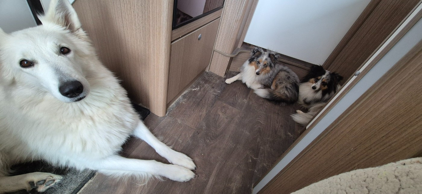 CH. Shiny little saphir Du Moulin De Beuvry