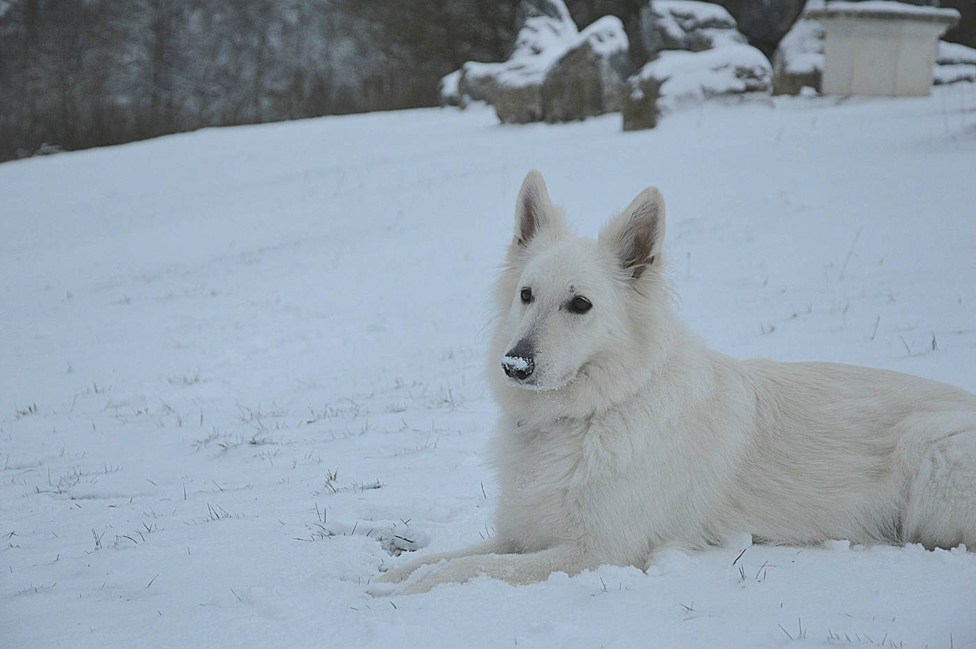 Saphir Du Moulin De Beuvry