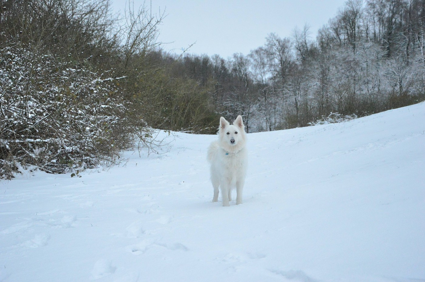 Saphir Du Moulin De Beuvry
