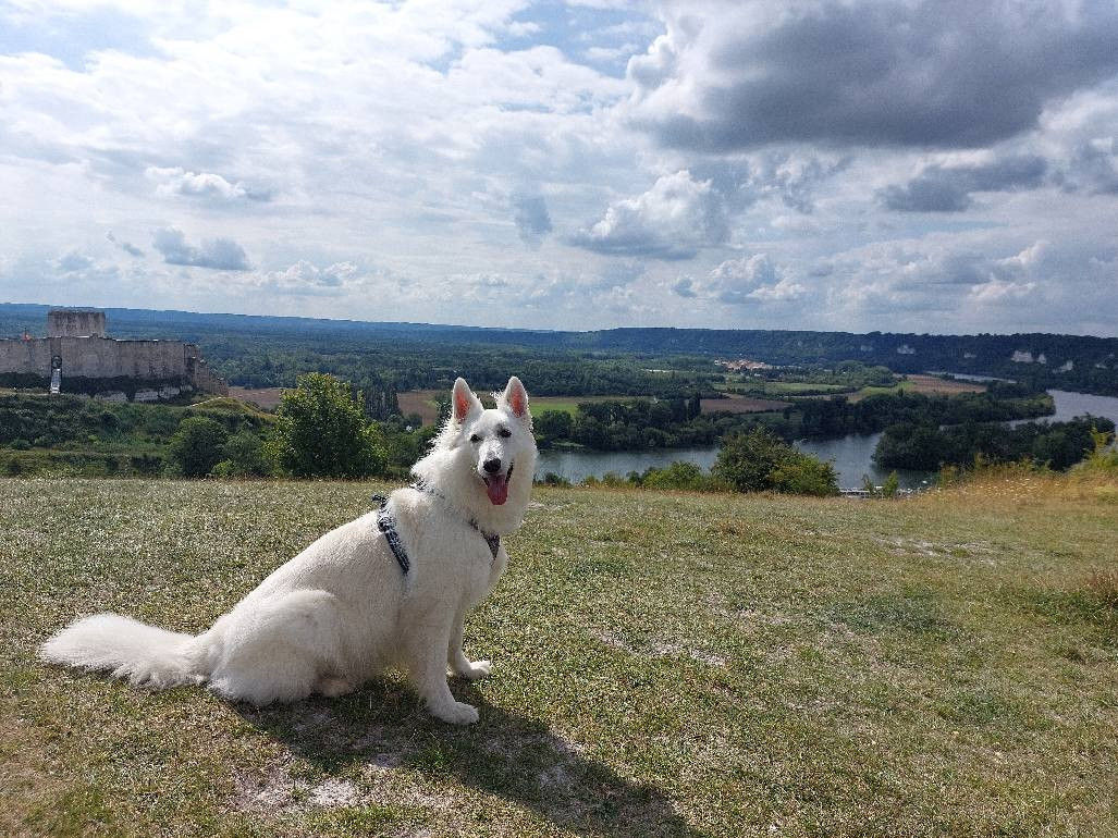 Saphir Du Moulin De Beuvry