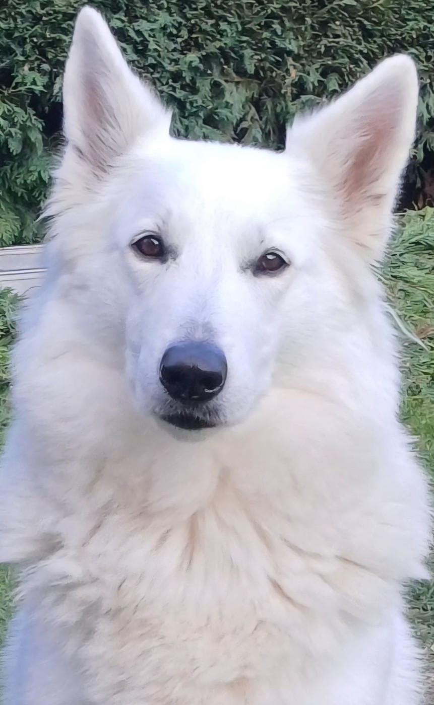 Swann Du Moulin De Beuvry