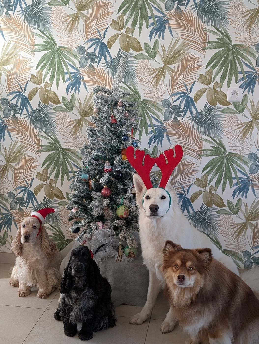 T'kiara Du Moulin De Beuvry