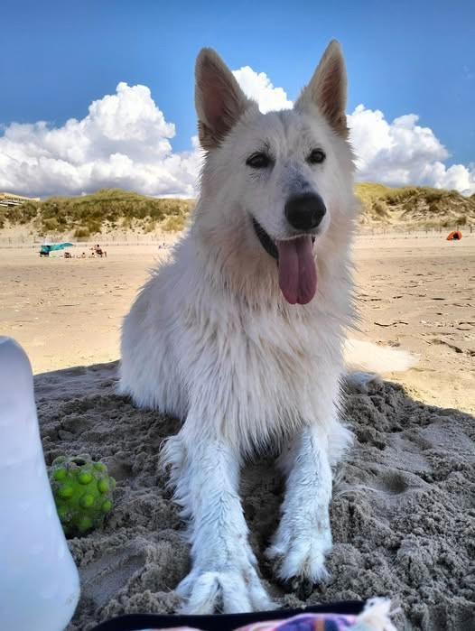 Ti'link Du Moulin De Beuvry