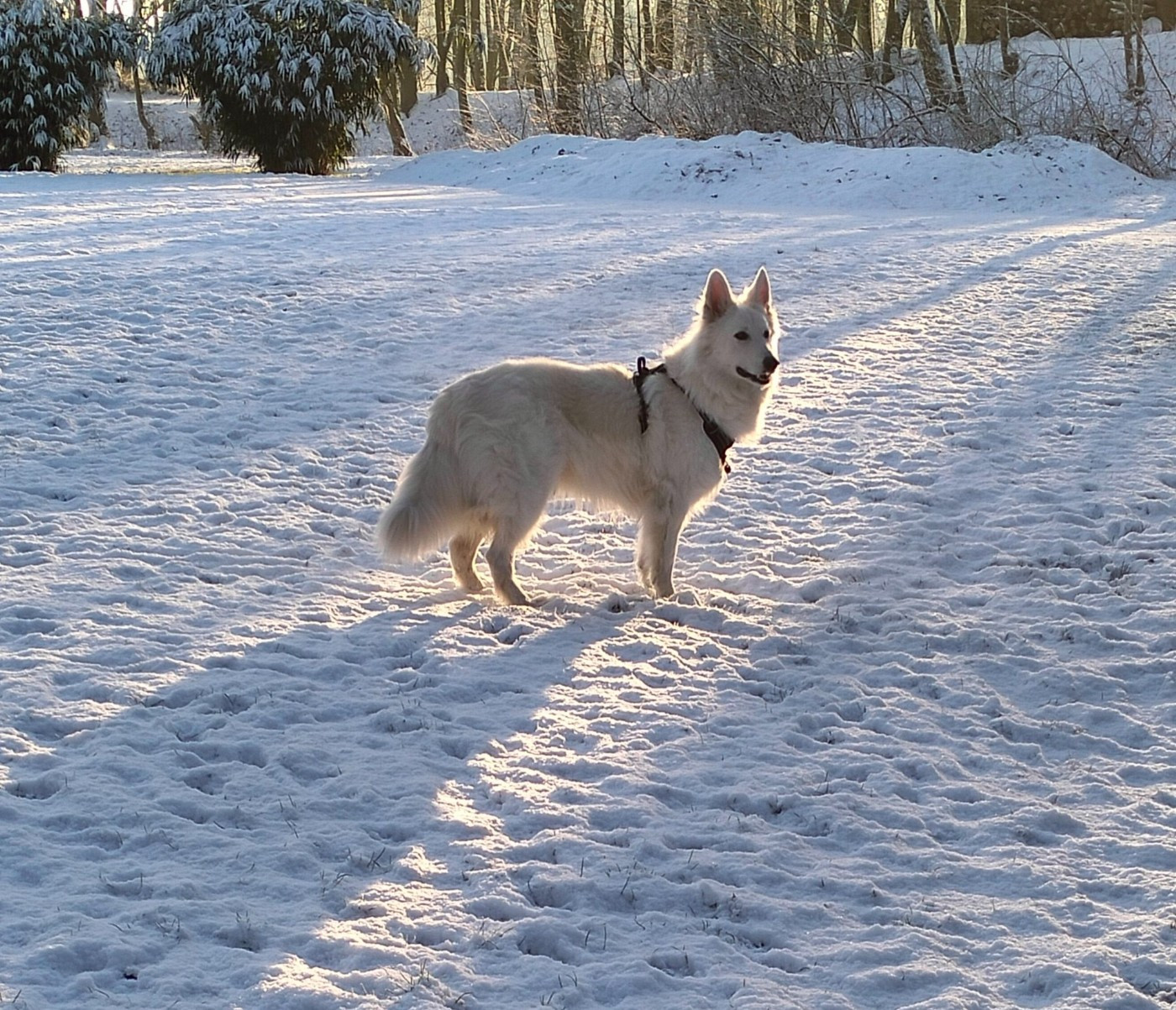 Ti'link Du Moulin De Beuvry