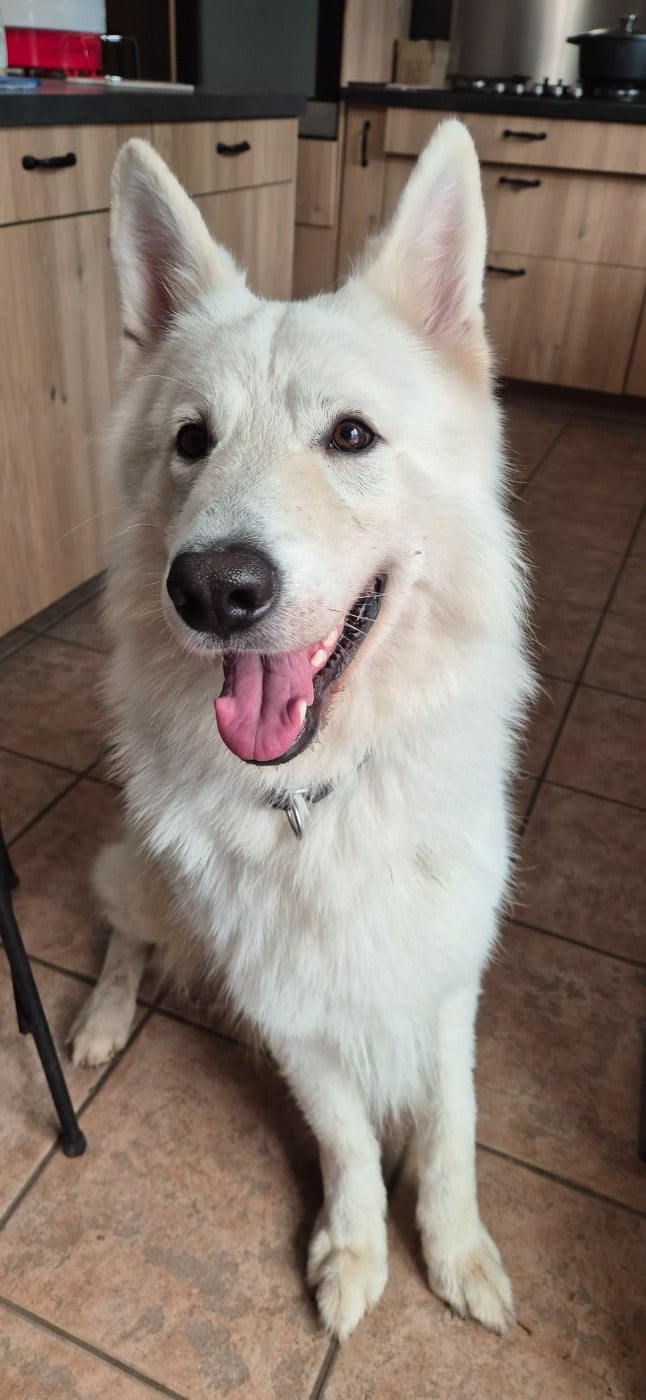 Togo Du Moulin De Beuvry