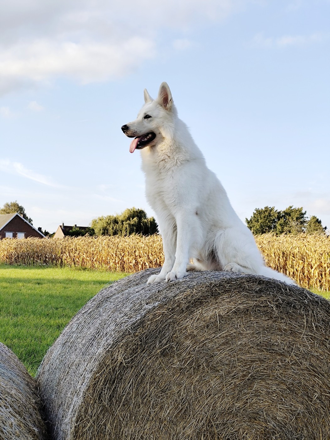 Togo Du Moulin De Beuvry