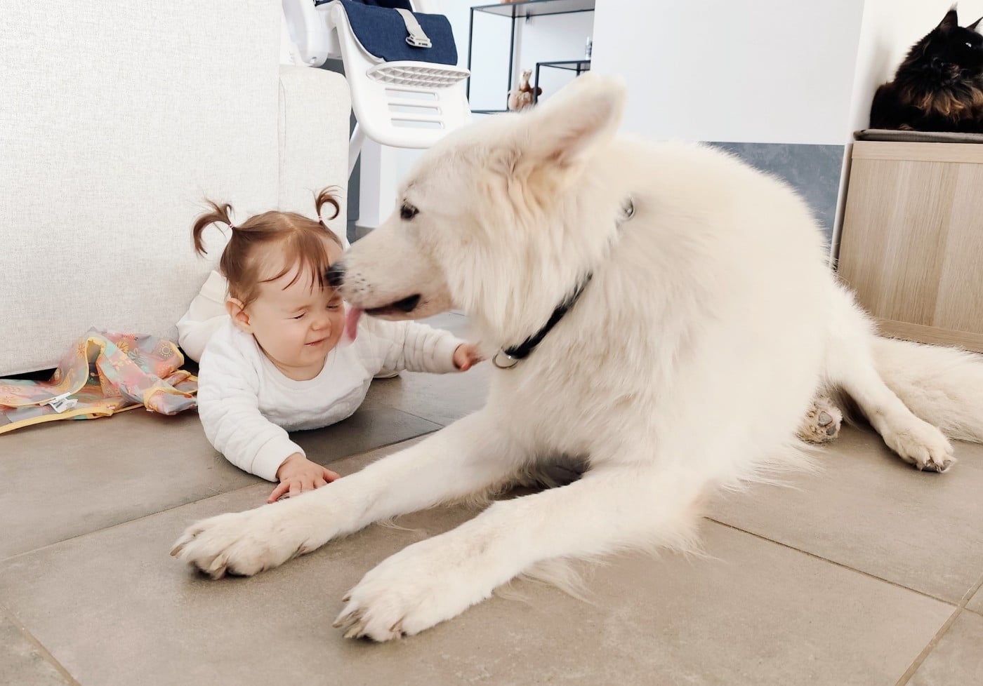 Togo Du Moulin De Beuvry