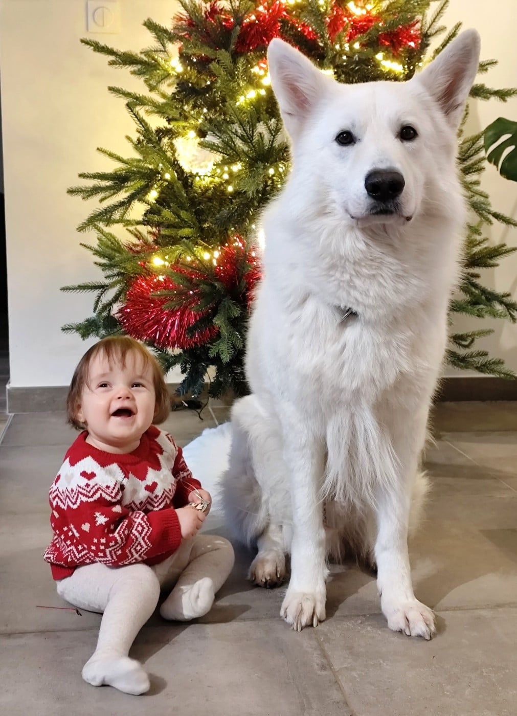 Togo Du Moulin De Beuvry