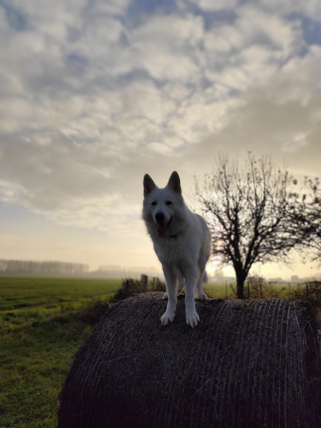 Togo Du Moulin De Beuvry