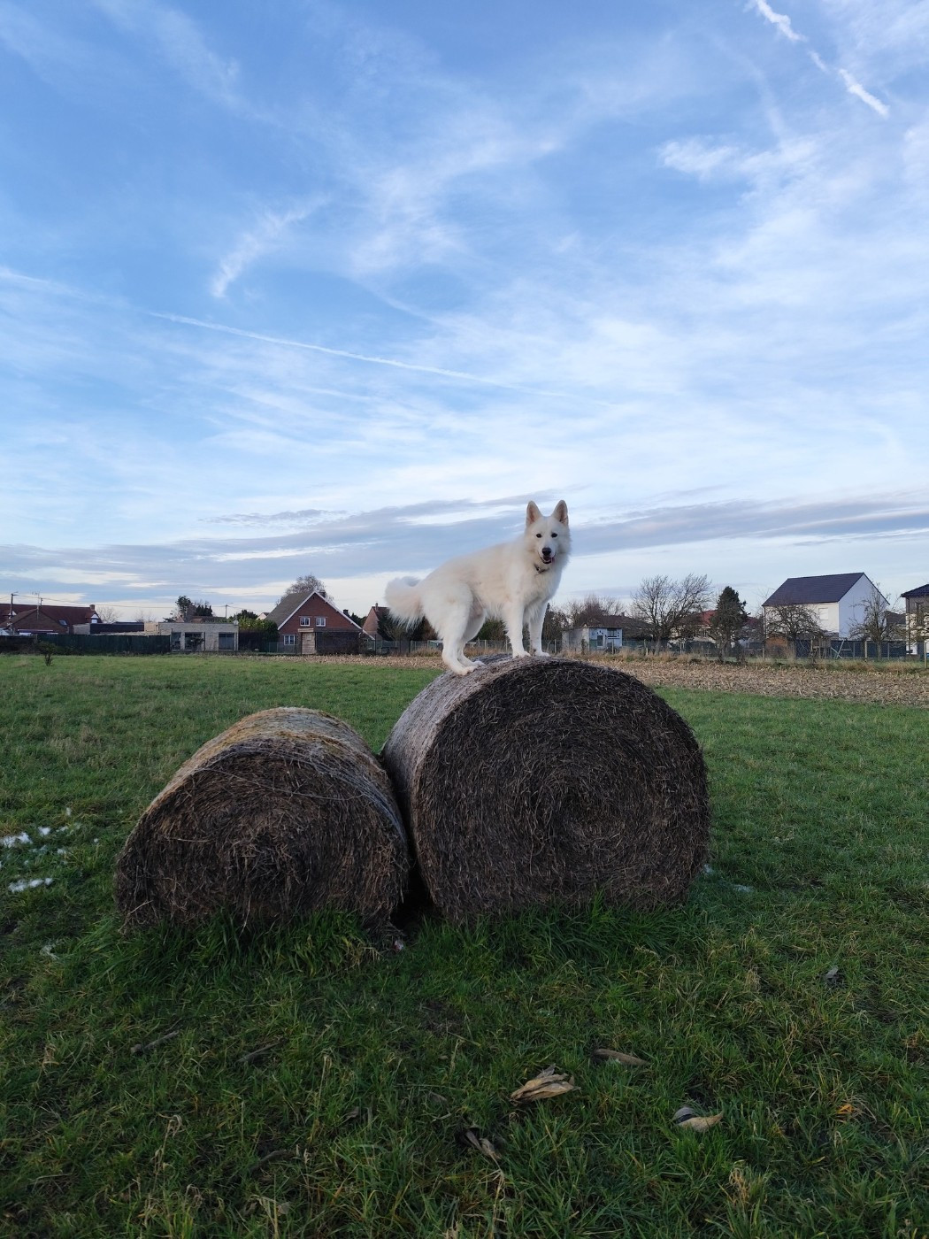 Togo Du Moulin De Beuvry