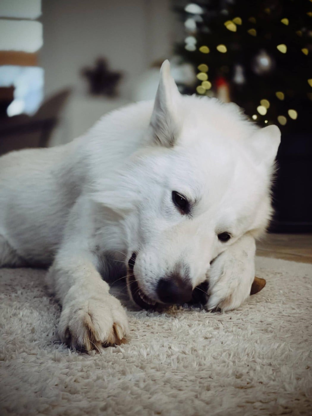 Togo Du Moulin De Beuvry