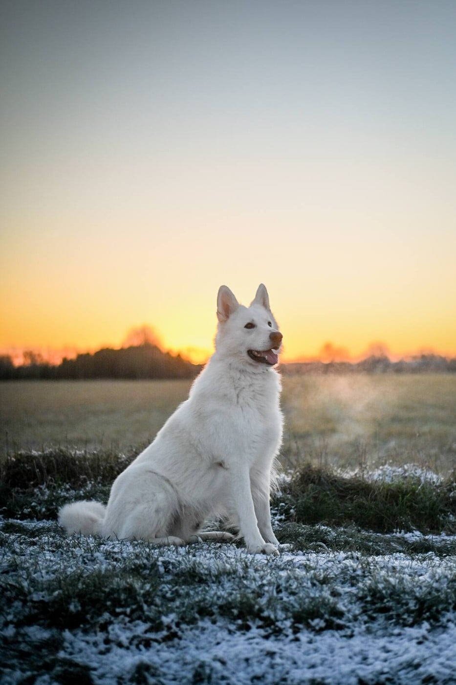 Togo Du Moulin De Beuvry