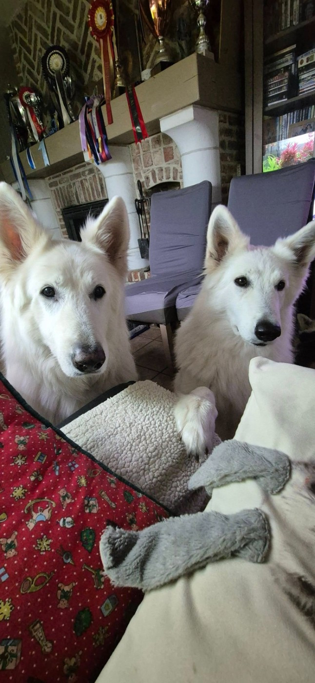 N'tom Du Moulin De Beuvry