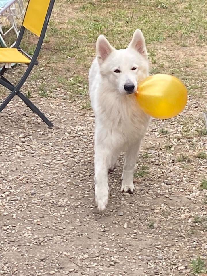 Tomy Du Moulin De Beuvry