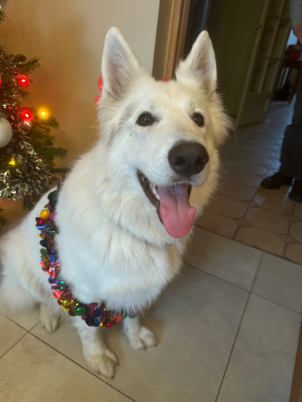 Tommy Du Moulin De Beuvry