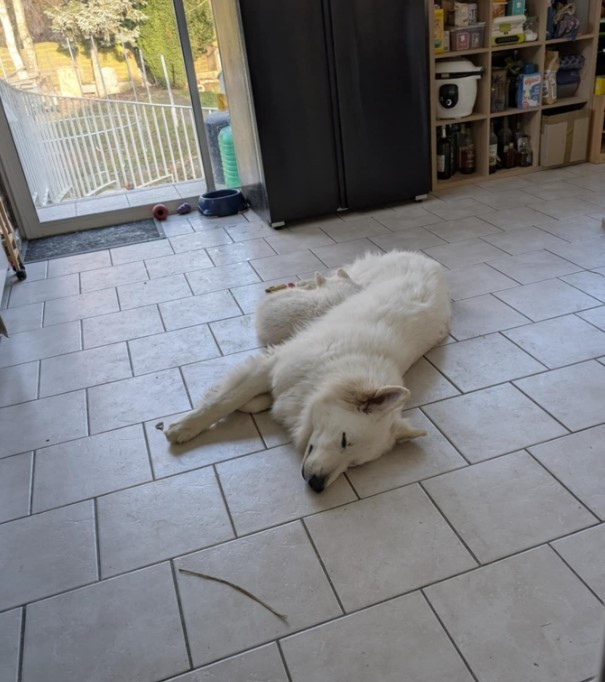 ALASKA Du Moulin De Beuvry