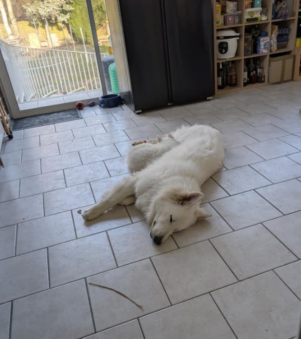 U wolf de la madeleine Du Moulin De Beuvry