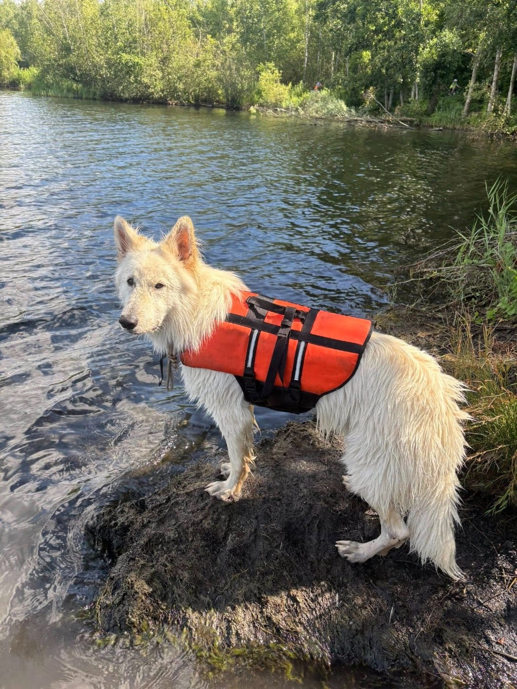 Ucho Du Moulin De Beuvry