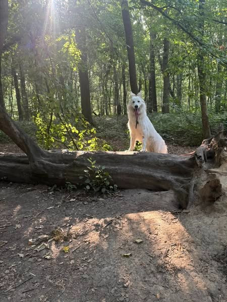 Ucho Du Moulin De Beuvry