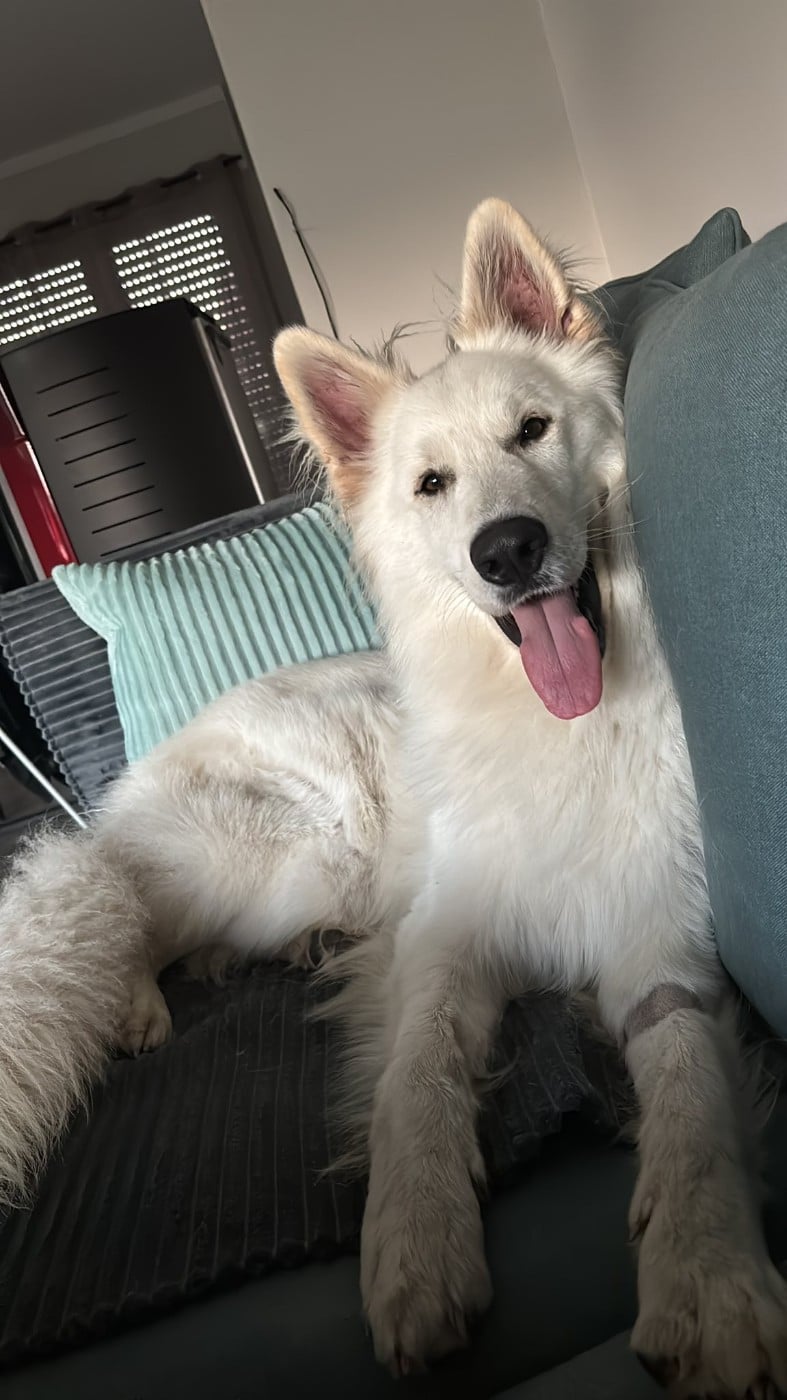 Ucho Du Moulin De Beuvry