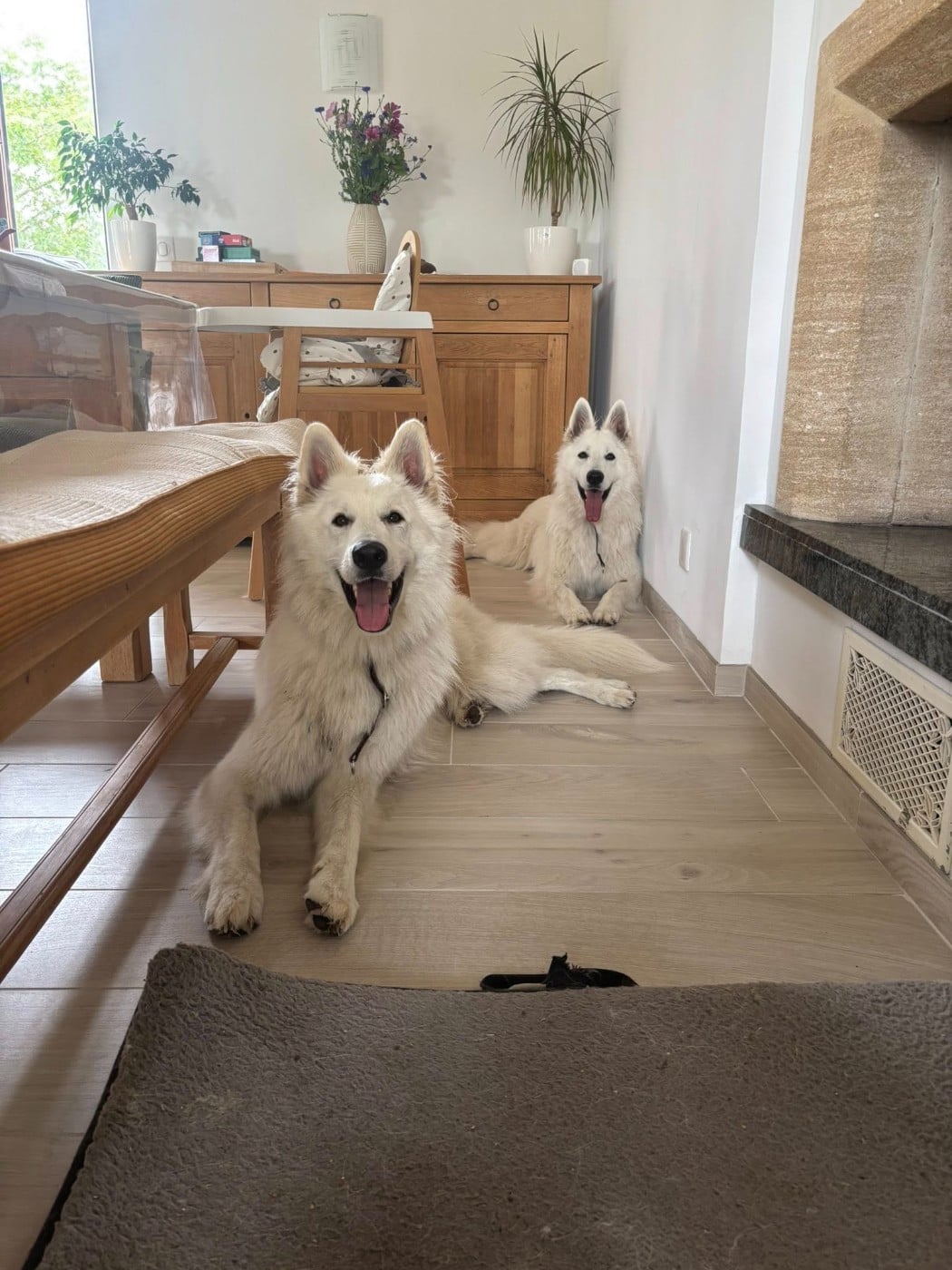 Ucho Du Moulin De Beuvry