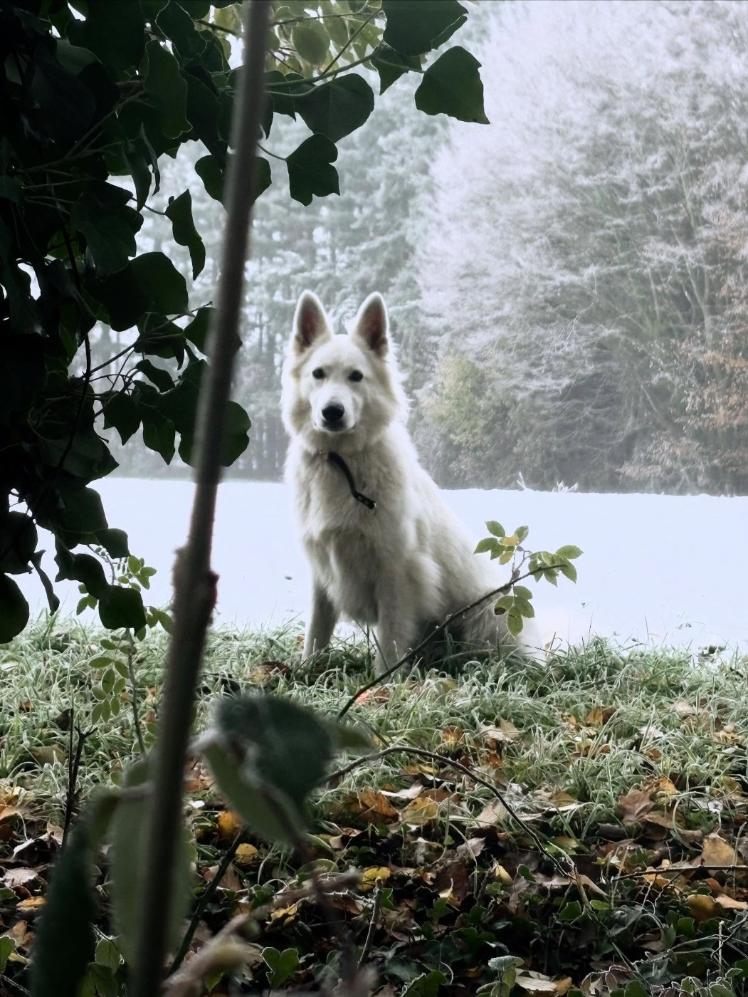 Upsi Du Moulin De Beuvry
