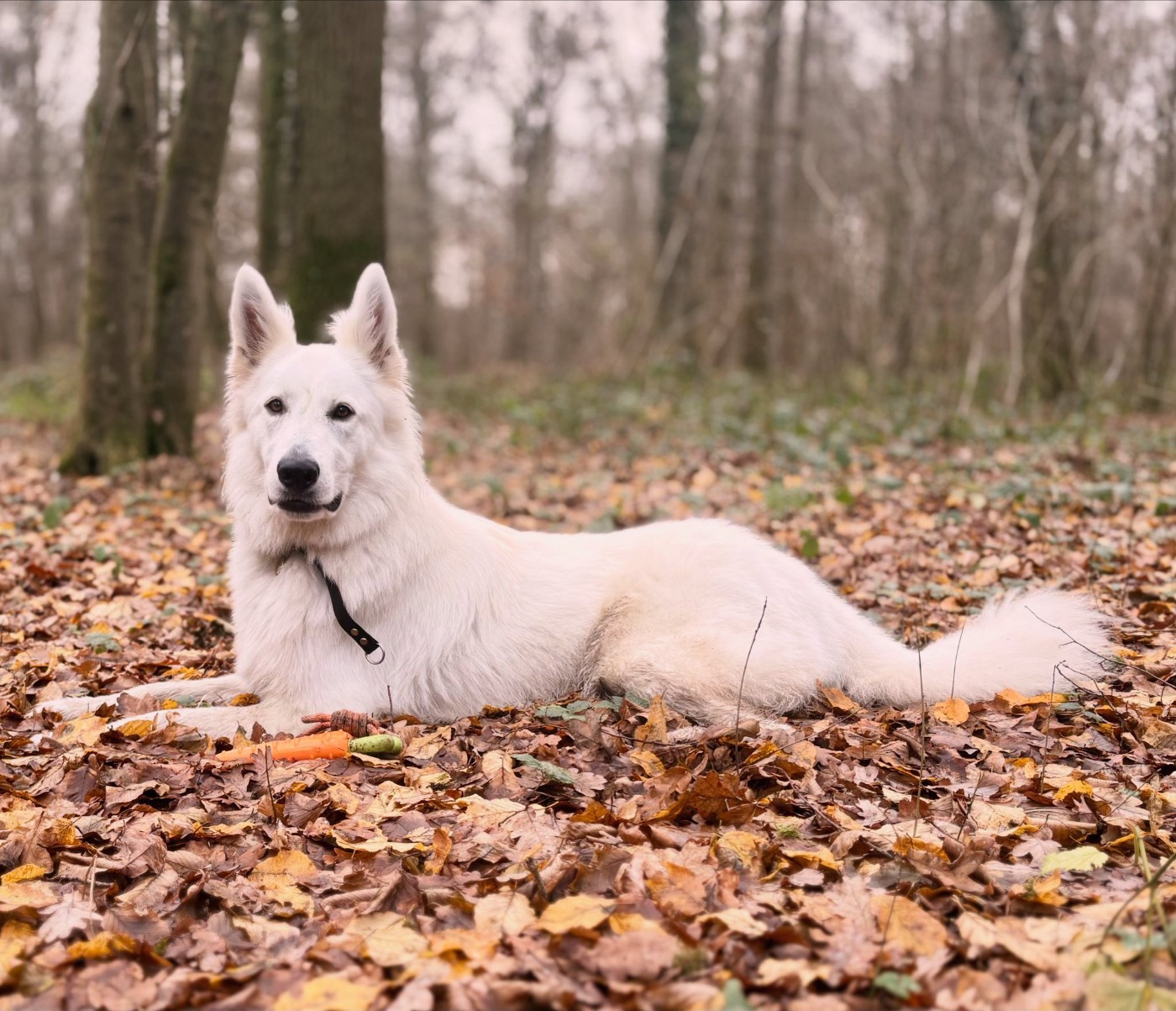 Upsi Du Moulin De Beuvry
