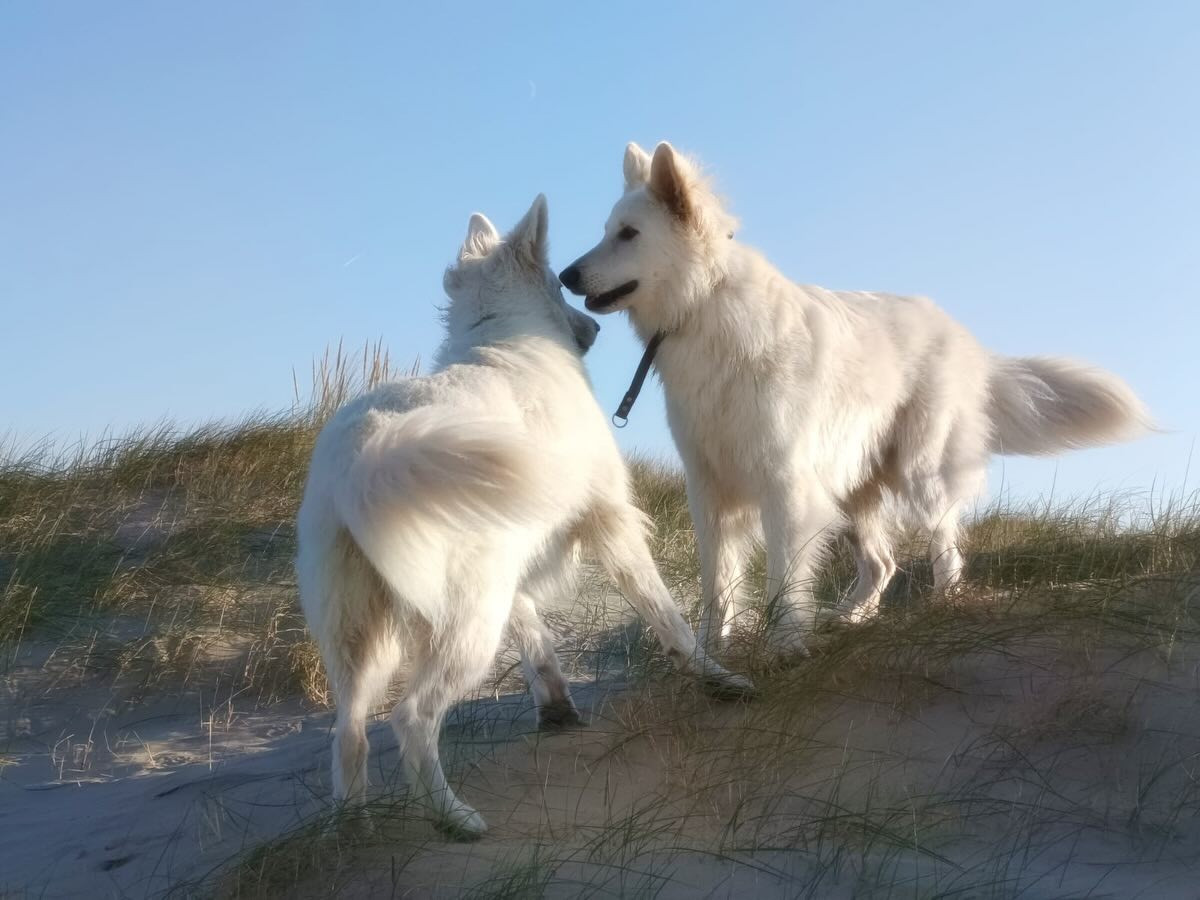 Upsi Du Moulin De Beuvry
