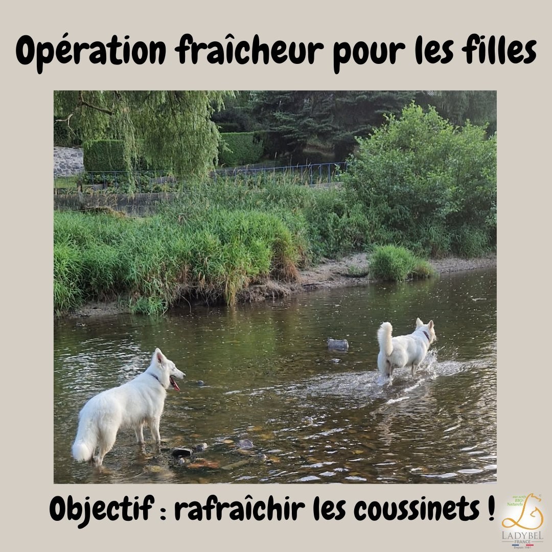 Ultra white Du Moulin De Beuvry