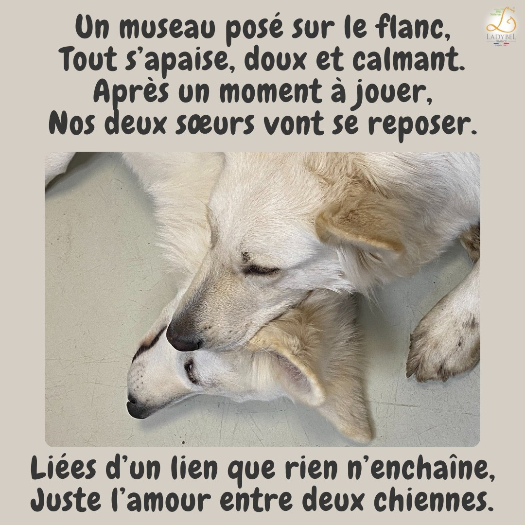 Ultra white Du Moulin De Beuvry