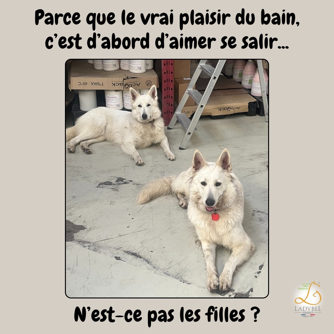 Ultra white Du Moulin De Beuvry