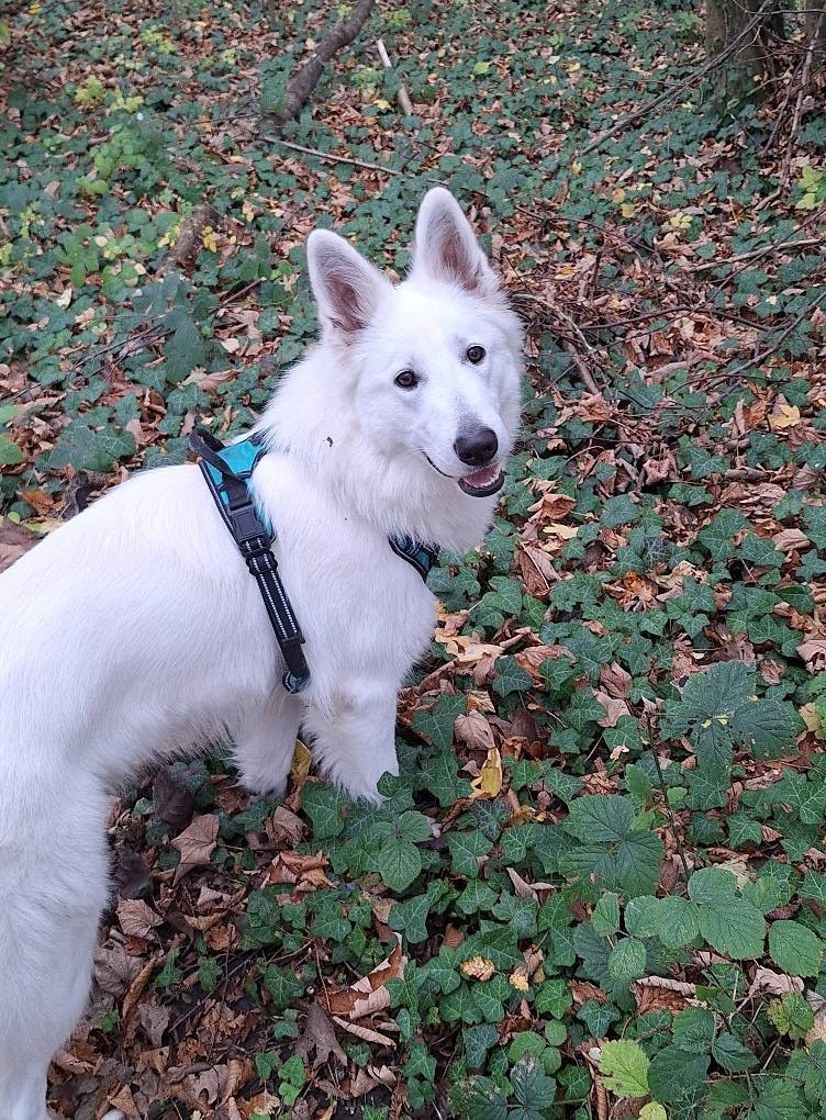 V sybelle Du Moulin De Beuvry