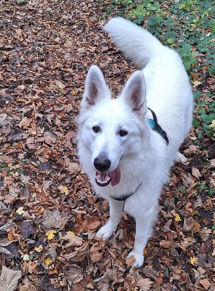 V sybelle Du Moulin De Beuvry