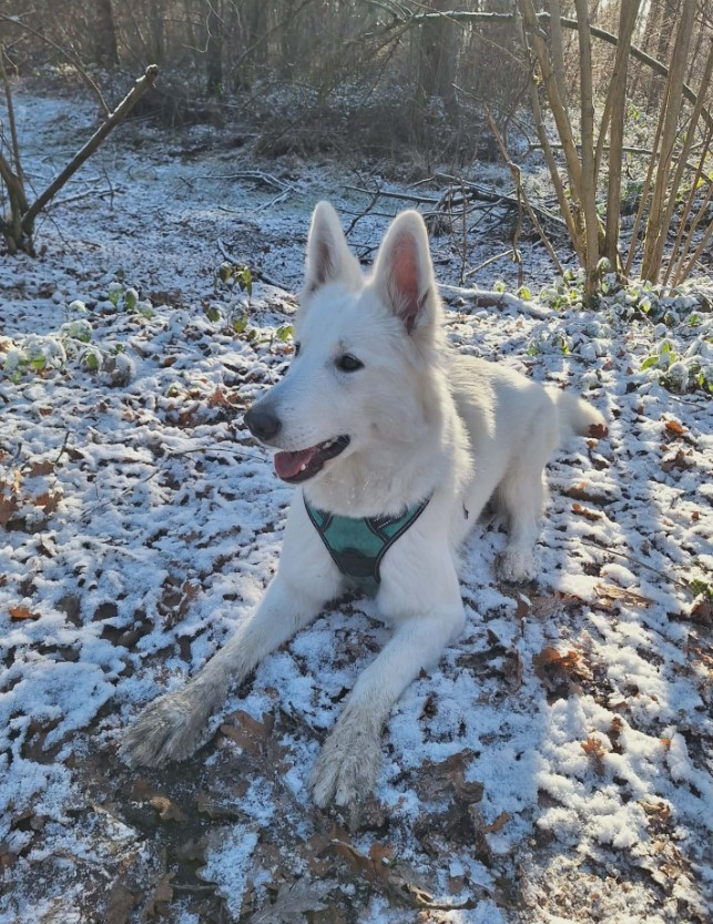 V sybelle Du Moulin De Beuvry