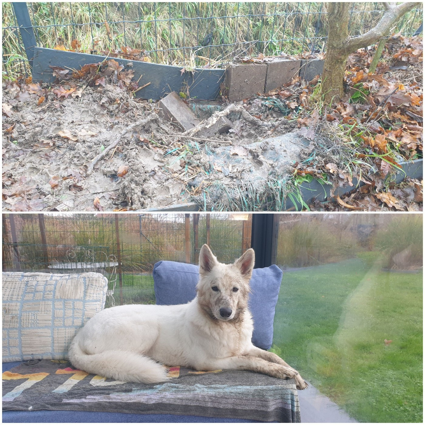 Vanille des îles Du Moulin De Beuvry