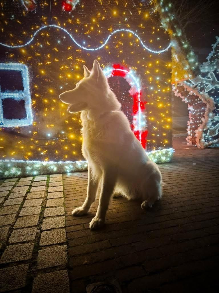 Vasko Du Moulin De Beuvry