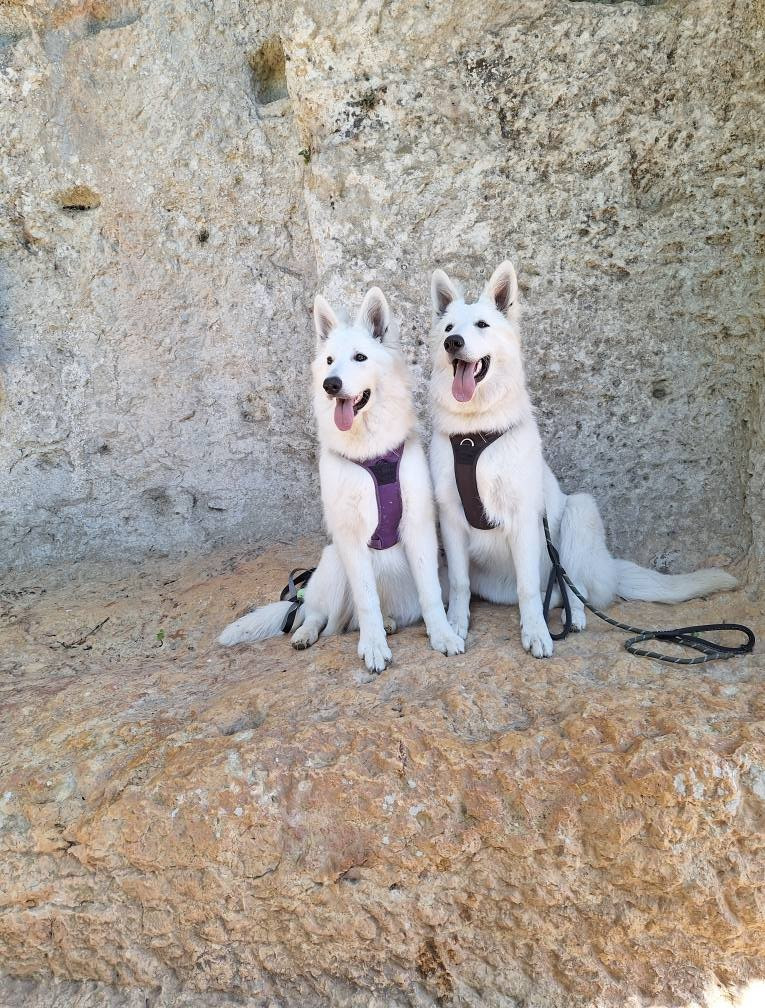 Vienna Du Moulin De Beuvry