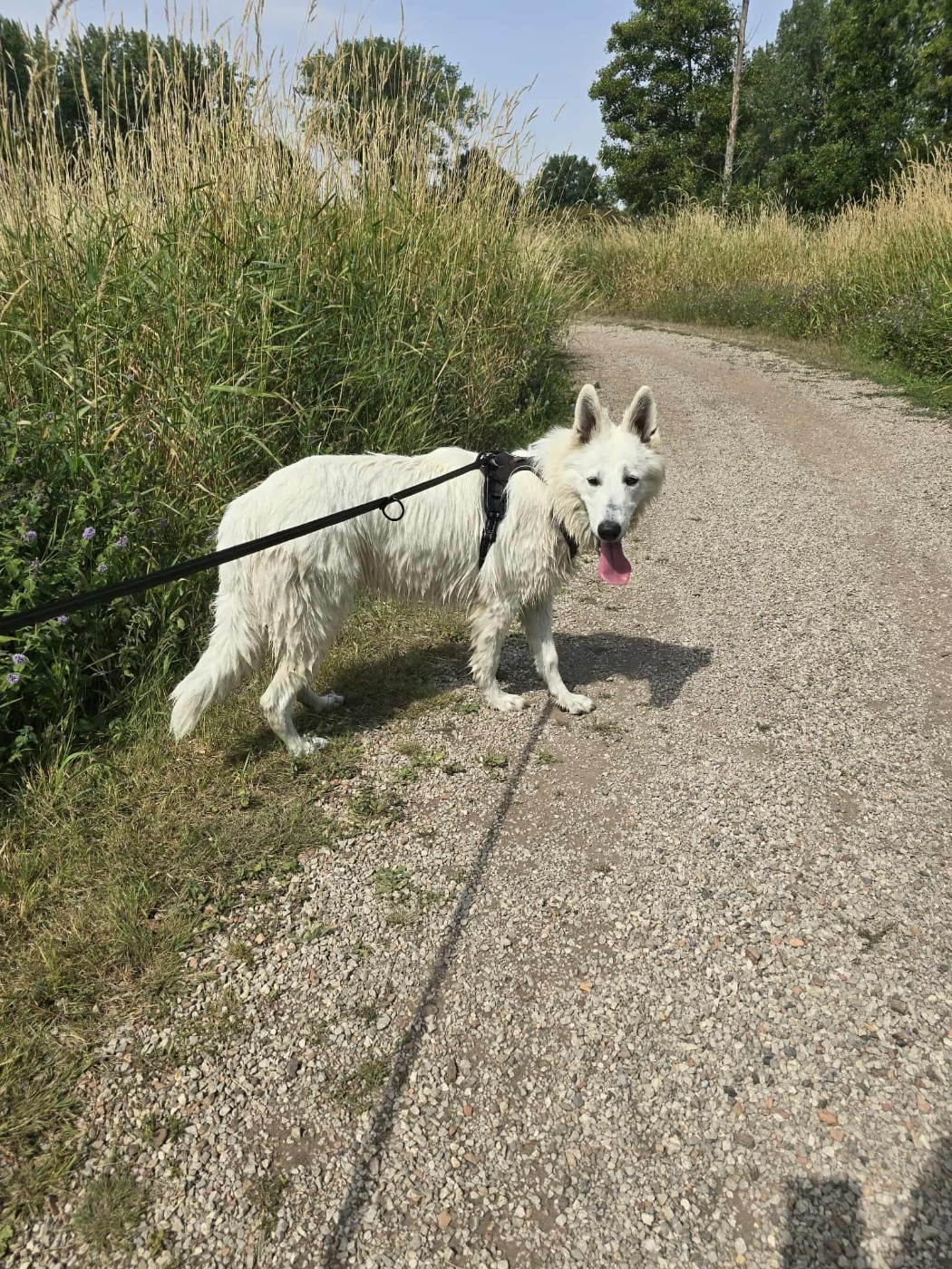 Vienna Du Moulin De Beuvry