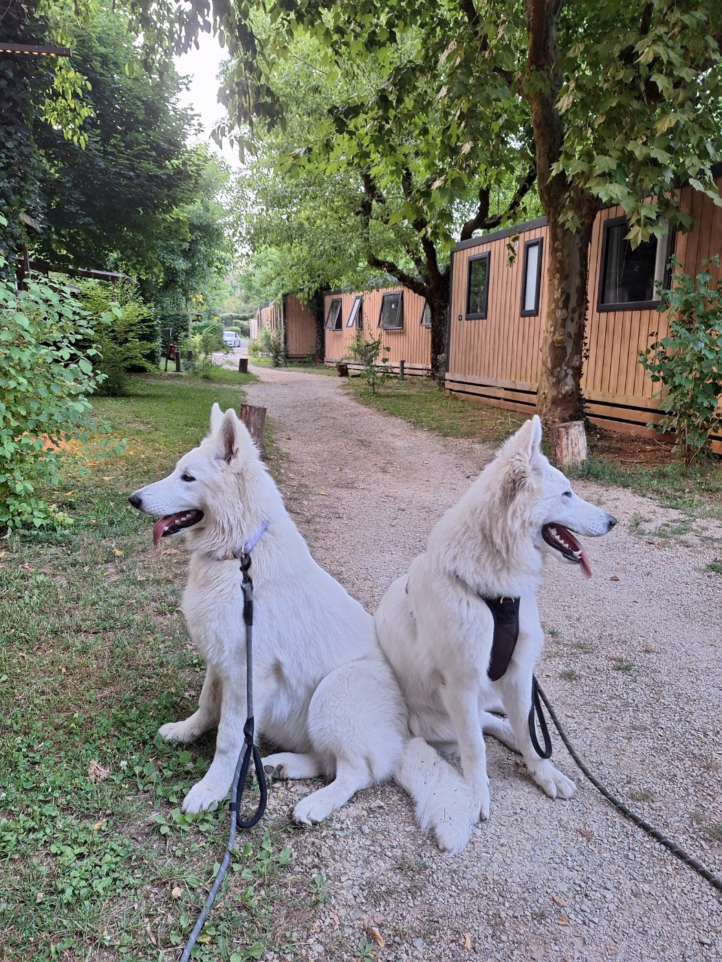 Vienna Du Moulin De Beuvry