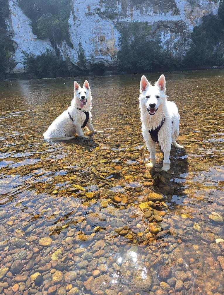 Vienna Du Moulin De Beuvry