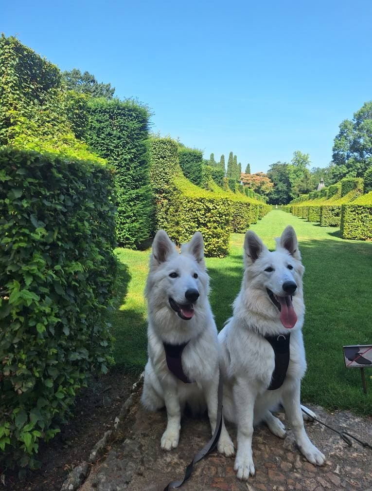 Vienna Du Moulin De Beuvry