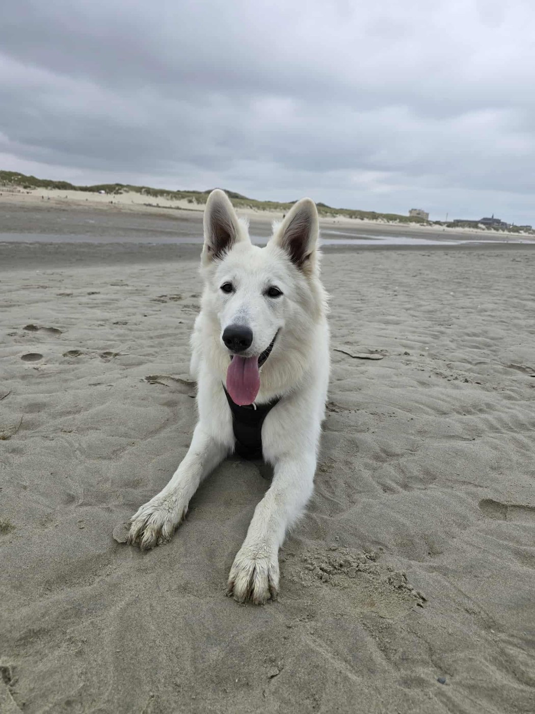 Vienna Du Moulin De Beuvry