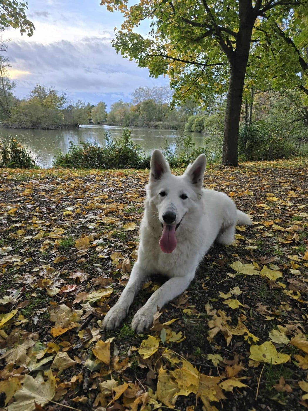 Vienna Du Moulin De Beuvry