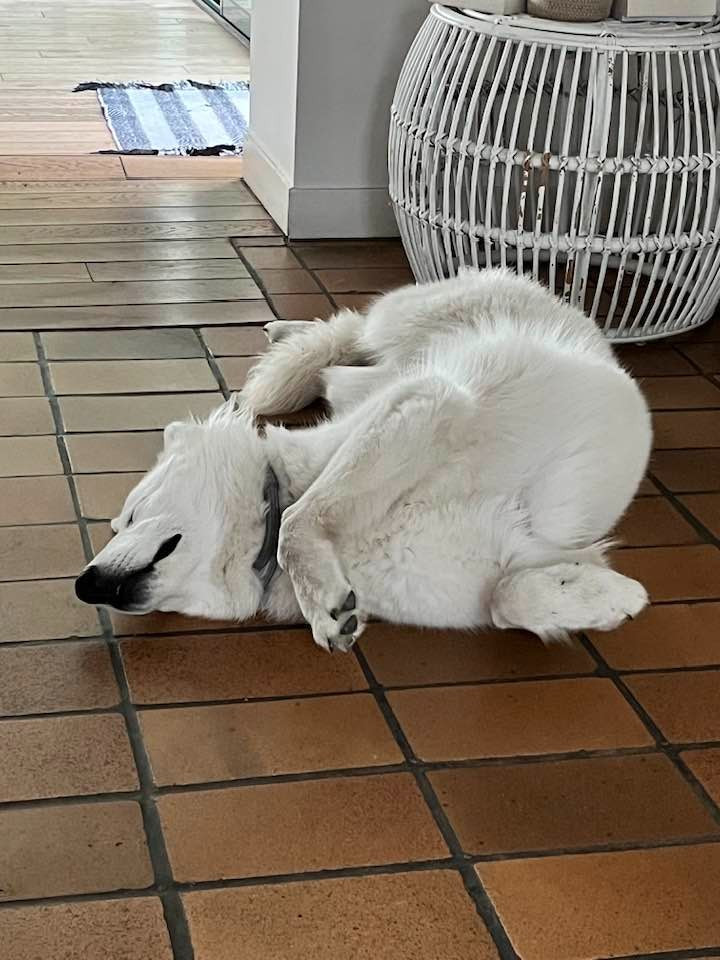 Vera Du Moulin De Beuvry