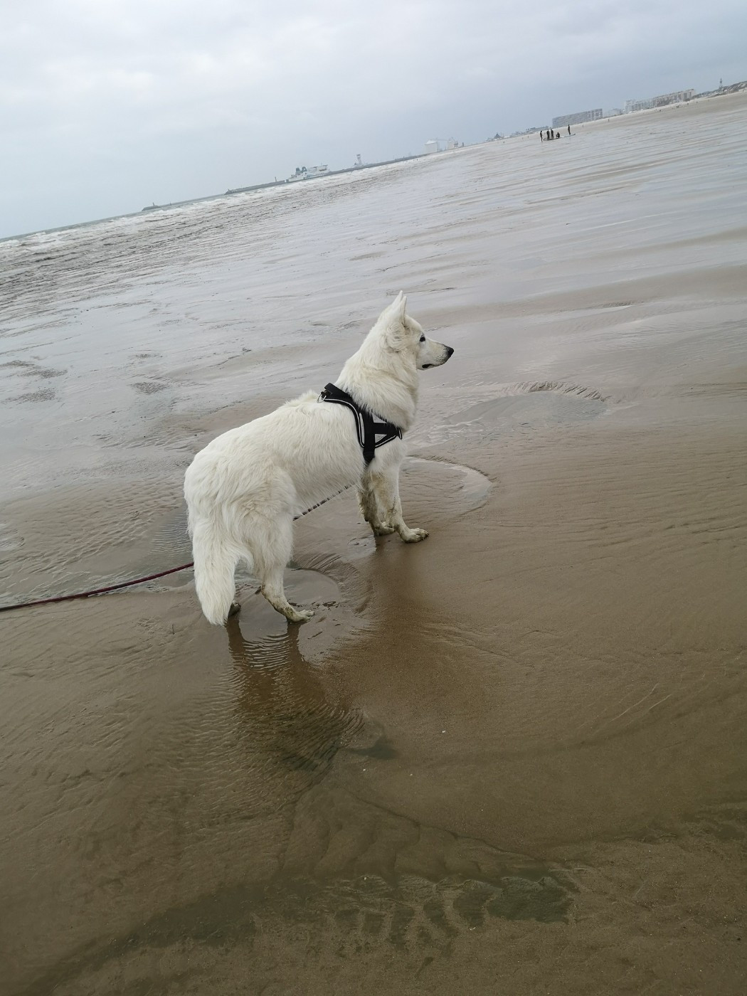 Vesper Du Moulin De Beuvry