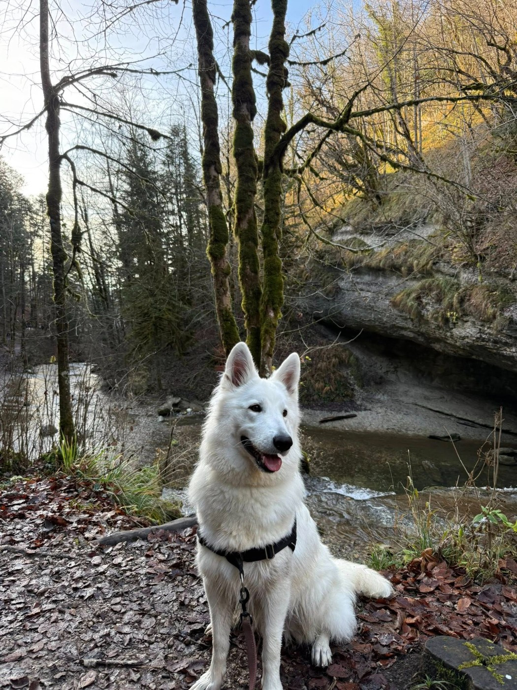 Vesper Du Moulin De Beuvry