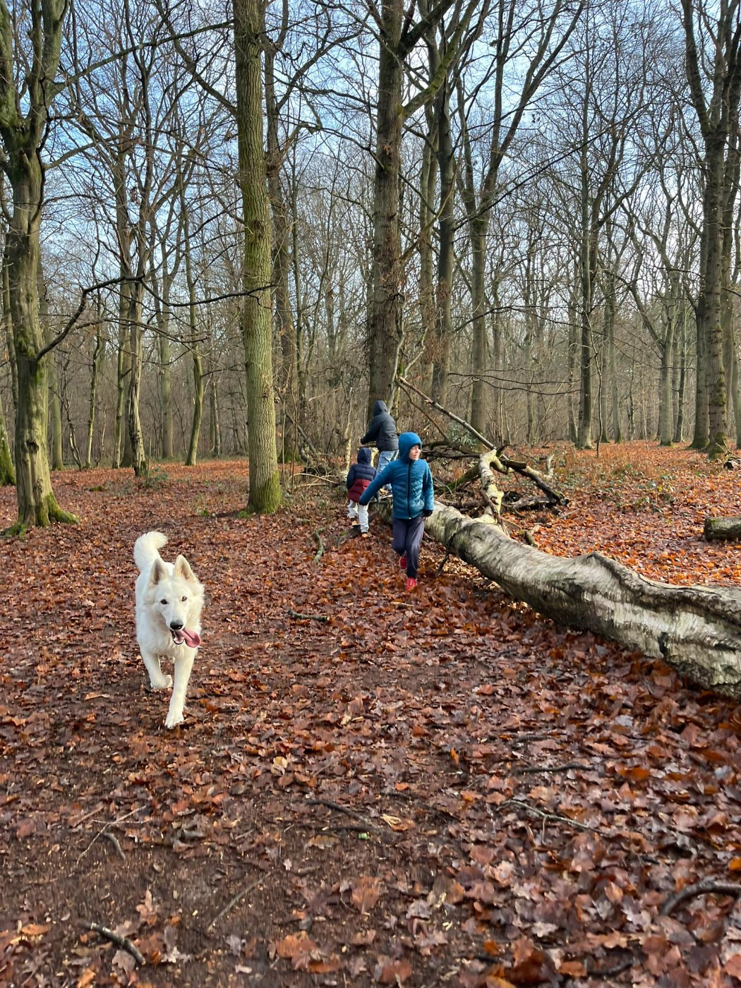 Voltali Du Moulin De Beuvry