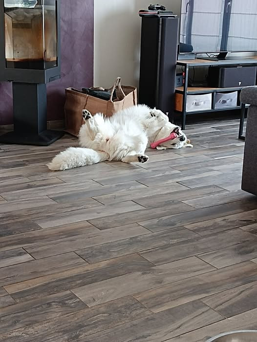 Vixie Du Moulin De Beuvry