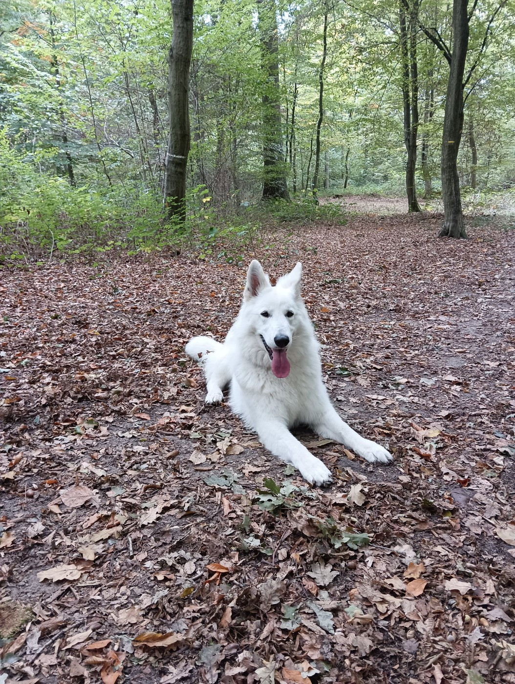 Vixie Du Moulin De Beuvry