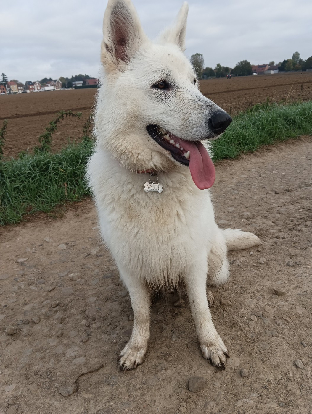 Vixie Du Moulin De Beuvry